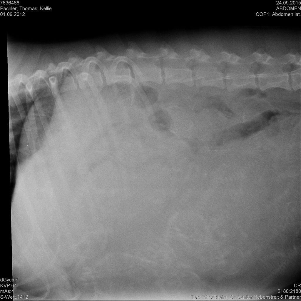 Puppies im Röntgenbild